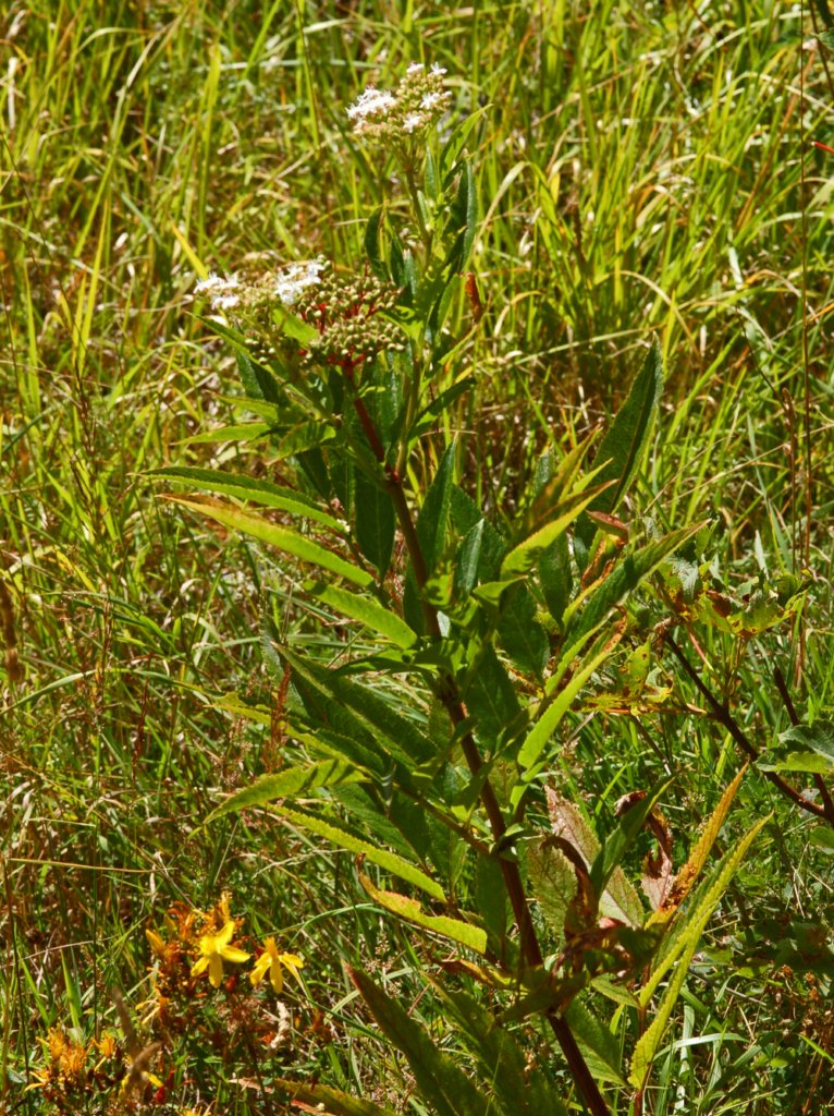 Una pianta con dei piccoli fiori bianchi  - Sambucus ebulus